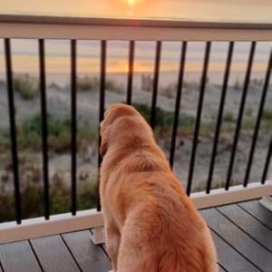 Meet your Posher, Sue